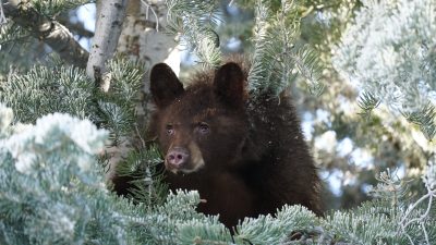 Needs of the bear;  6 Ways to Avoid Conflict in Southern Utah During the Summer